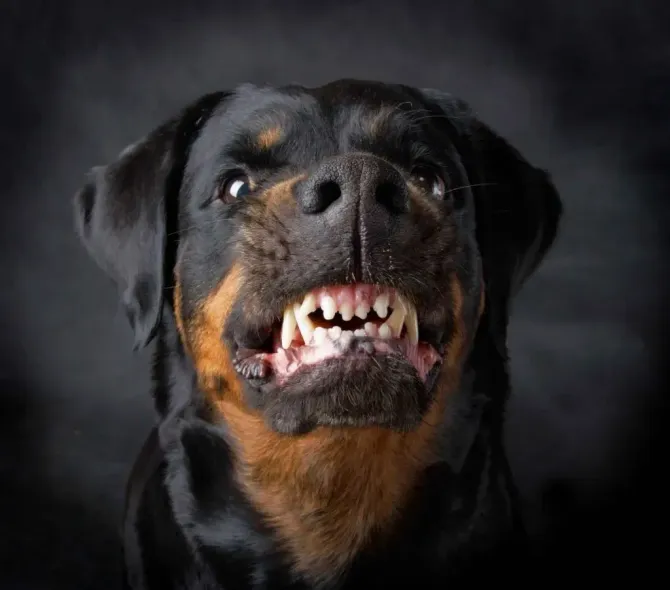 Black and tan dog baring teeth against a dark background, head centered in frame