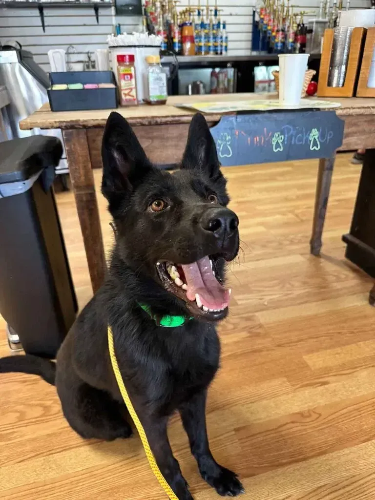 Black dog with green collar sitting on a wood floor, mouth open, in a kitchen or dining area.