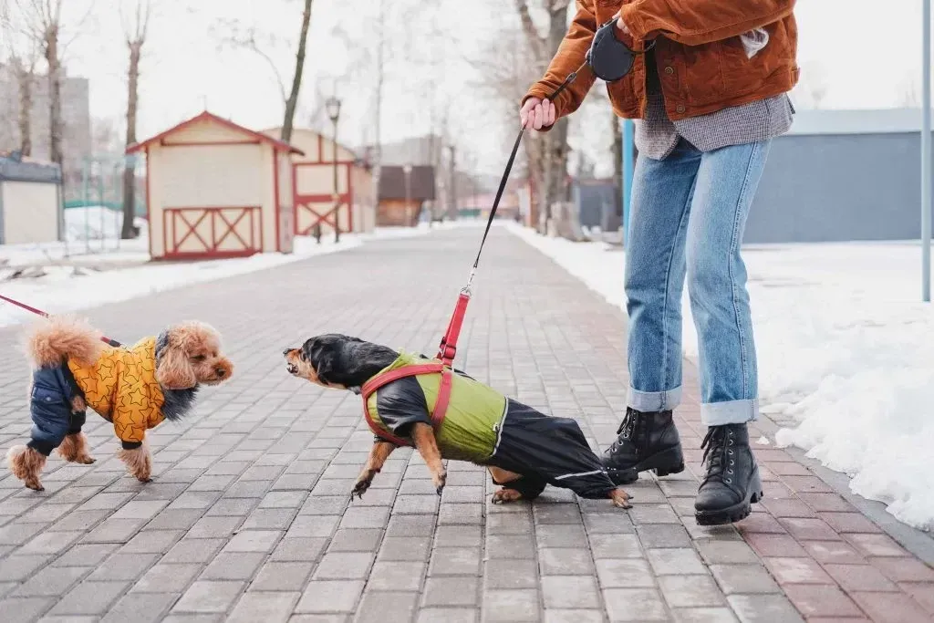 Two small dogs in sweaters on leashes on a snowy sidewalk, with a person walking them outdoors.