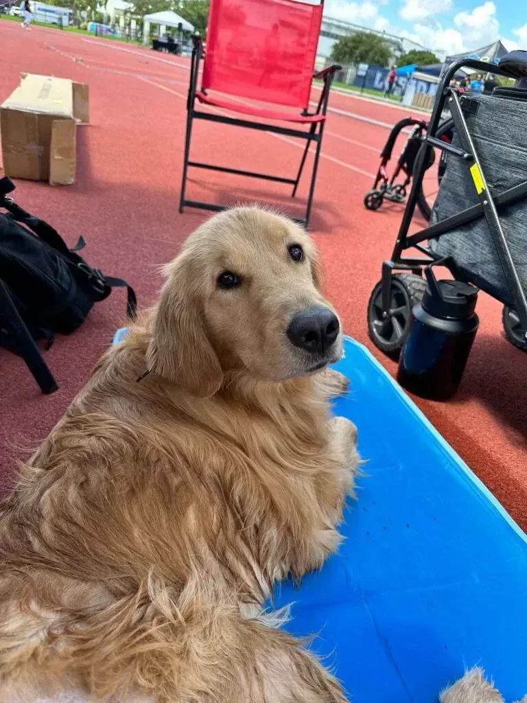 Golden retriever lying on a blue mat outdoors near a red chair and stroller.