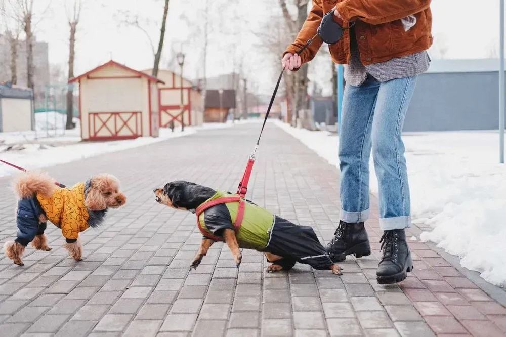 Two small dogs in jackets on leashes on a snowy sidewalk beside a person in jeans and boots