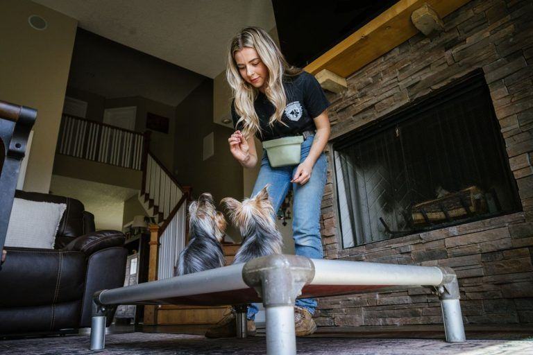 Woman training a small dog on a raised cot in a living room
