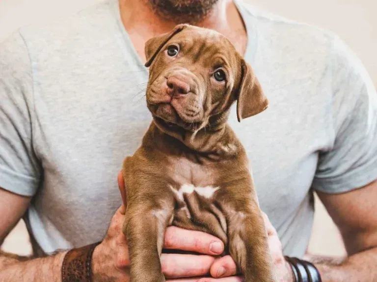 Young puppy sitting during training