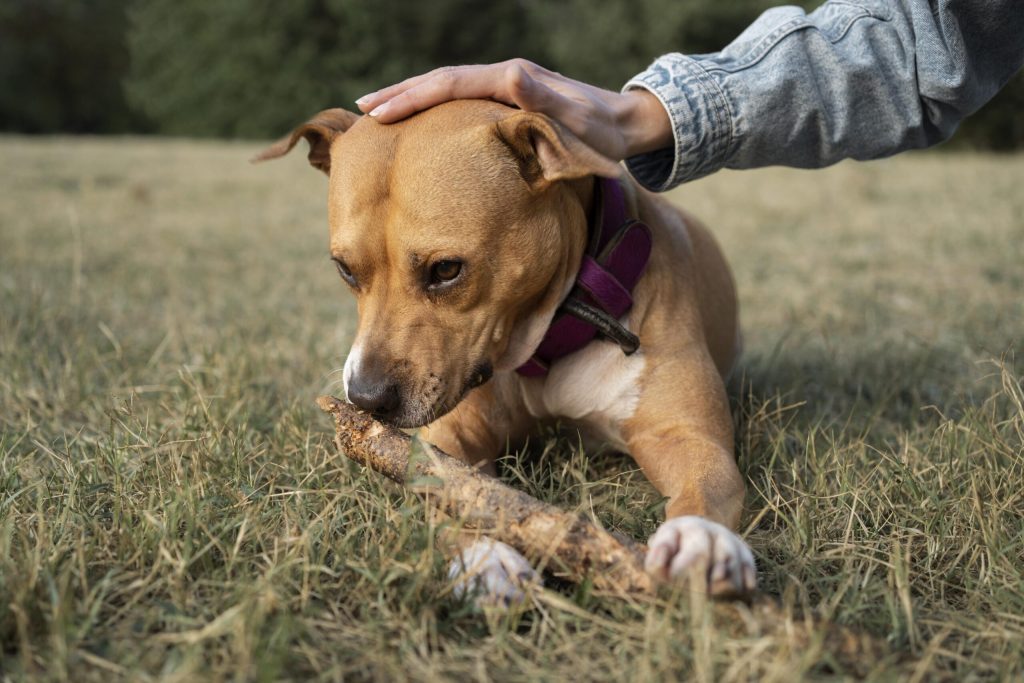 owner petting her dog while staying grass scaled 1