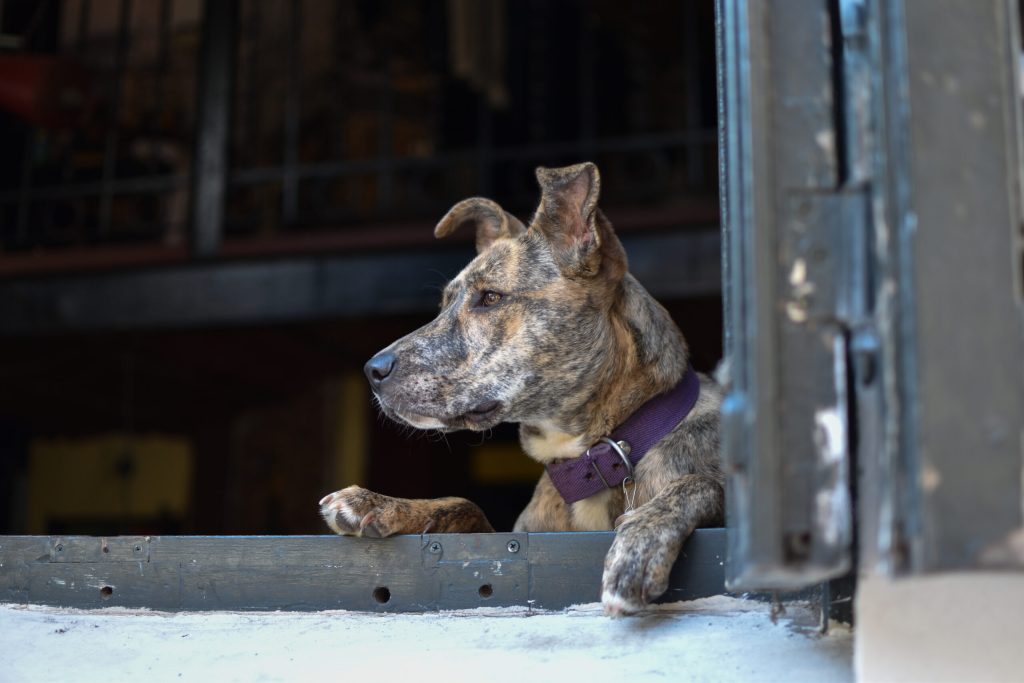 attentive dog looking out window scaled 1