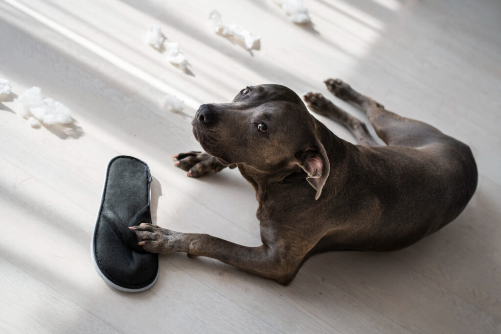 Dog with bitten shoe