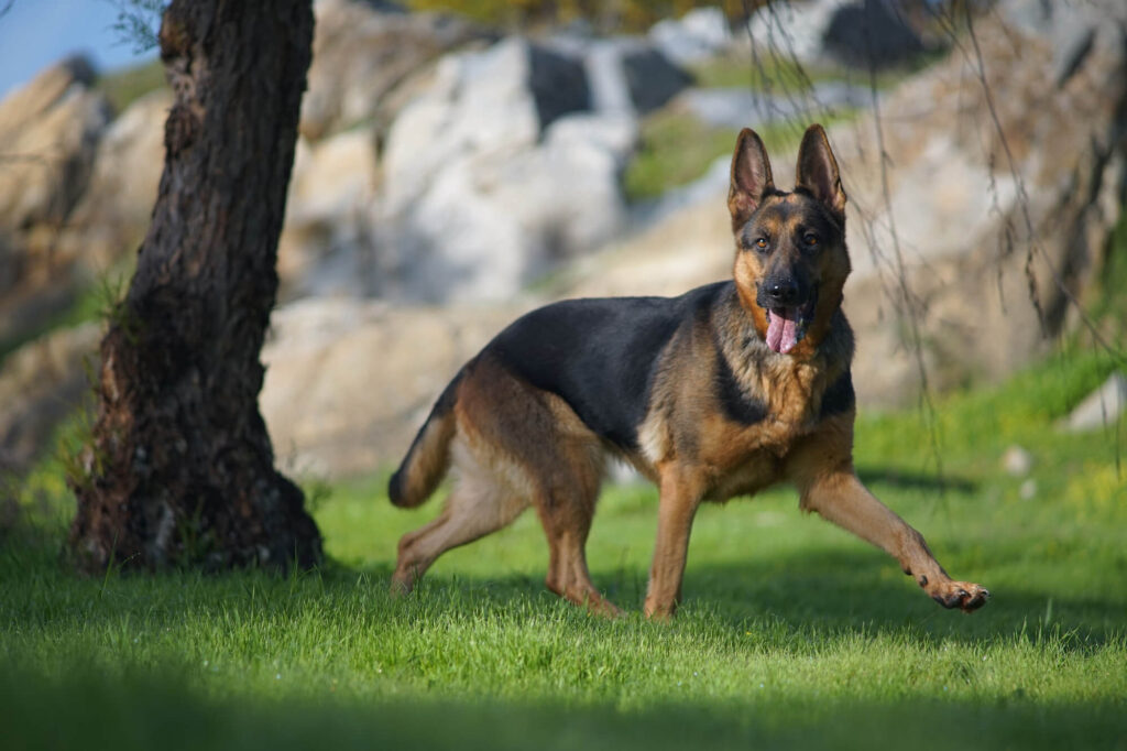 German shepard