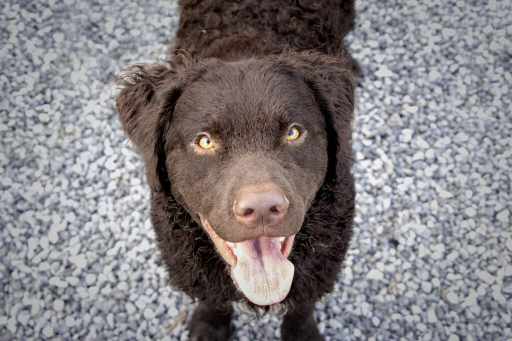 Selective focus shot of an adorable curly-coated retriever